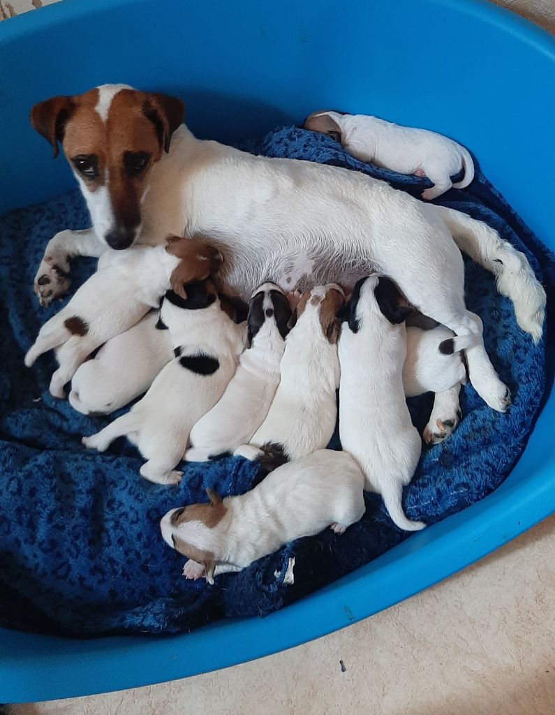 chiot Jack Russell Terrier Du Clos D'Allinge