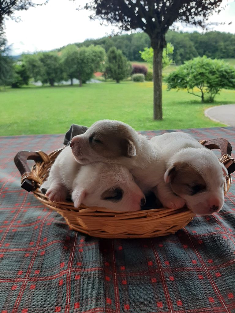 chiot Jack Russell Terrier Du Clos D'Allinge