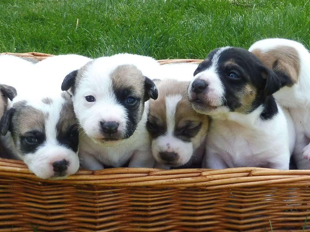 chiot Jack Russell Terrier Du Clos D'Allinge