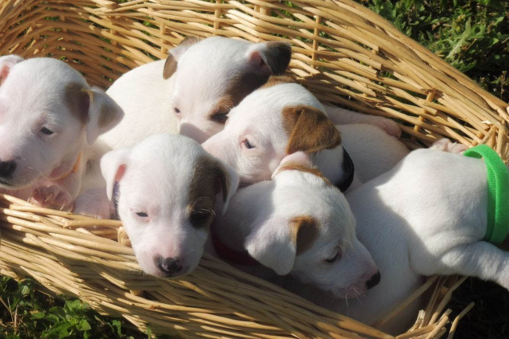 Du Clos D'Allinge - Jack Russell Terrier - Portée née le 26/05/2019