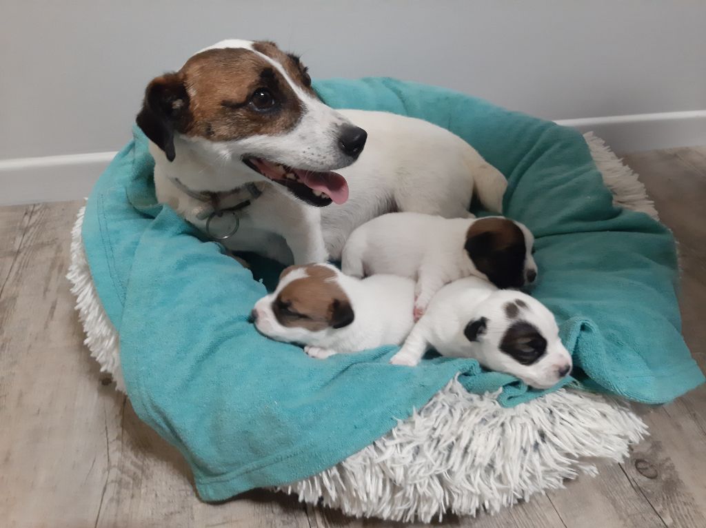 chiot Jack Russell Terrier Du Clos D'Allinge