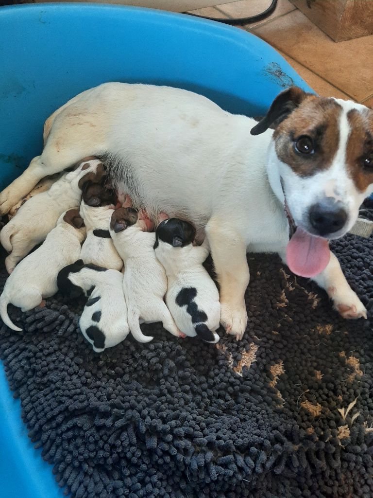 chiot Jack Russell Terrier Du Clos D'Allinge