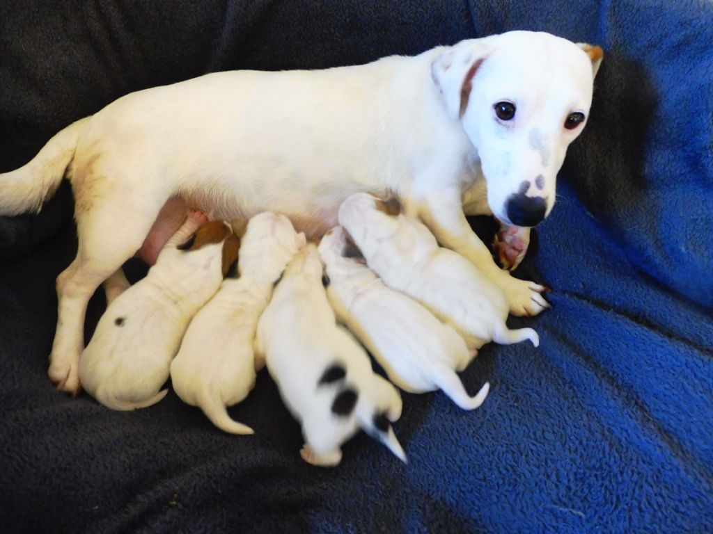 Du Clos D'Allinge - Jack Russell Terrier - Portée née le 08/12/2019