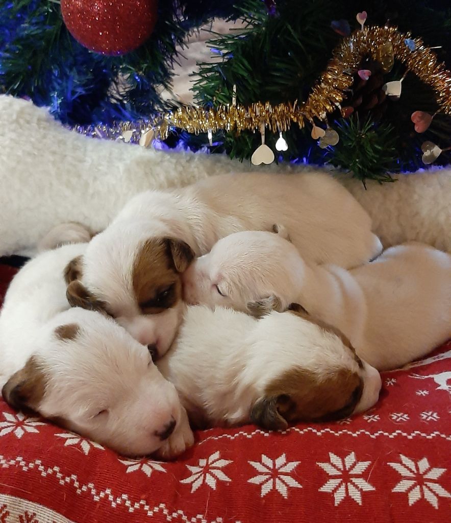 chiot Jack Russell Terrier Du Clos D'Allinge