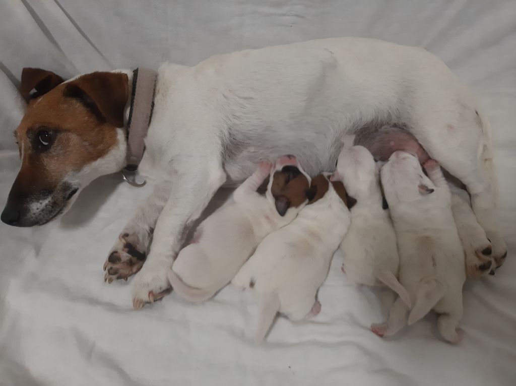 chiot Jack Russell Terrier Du Clos D'Allinge