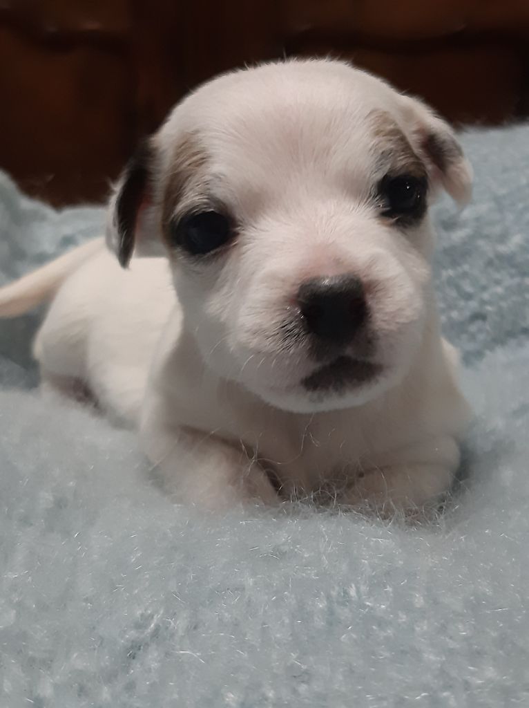 Du Clos D'Allinge - Chiot disponible  - Jack Russell Terrier