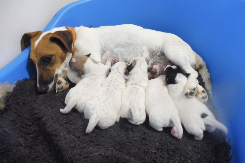 chiot Jack Russell Terrier Du Clos D'Allinge