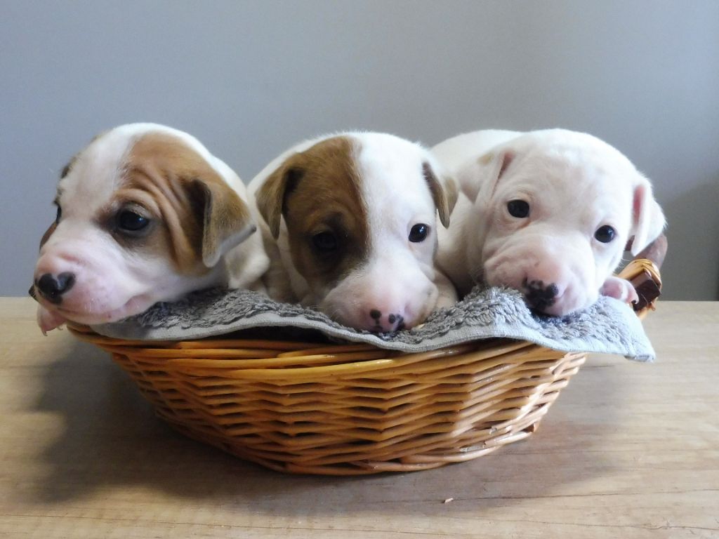 chiot Jack Russell Terrier Du Clos D'Allinge