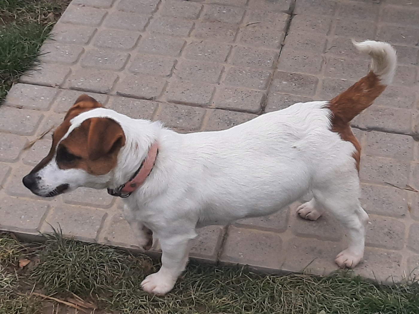 Asya Du Clos D'Allinge