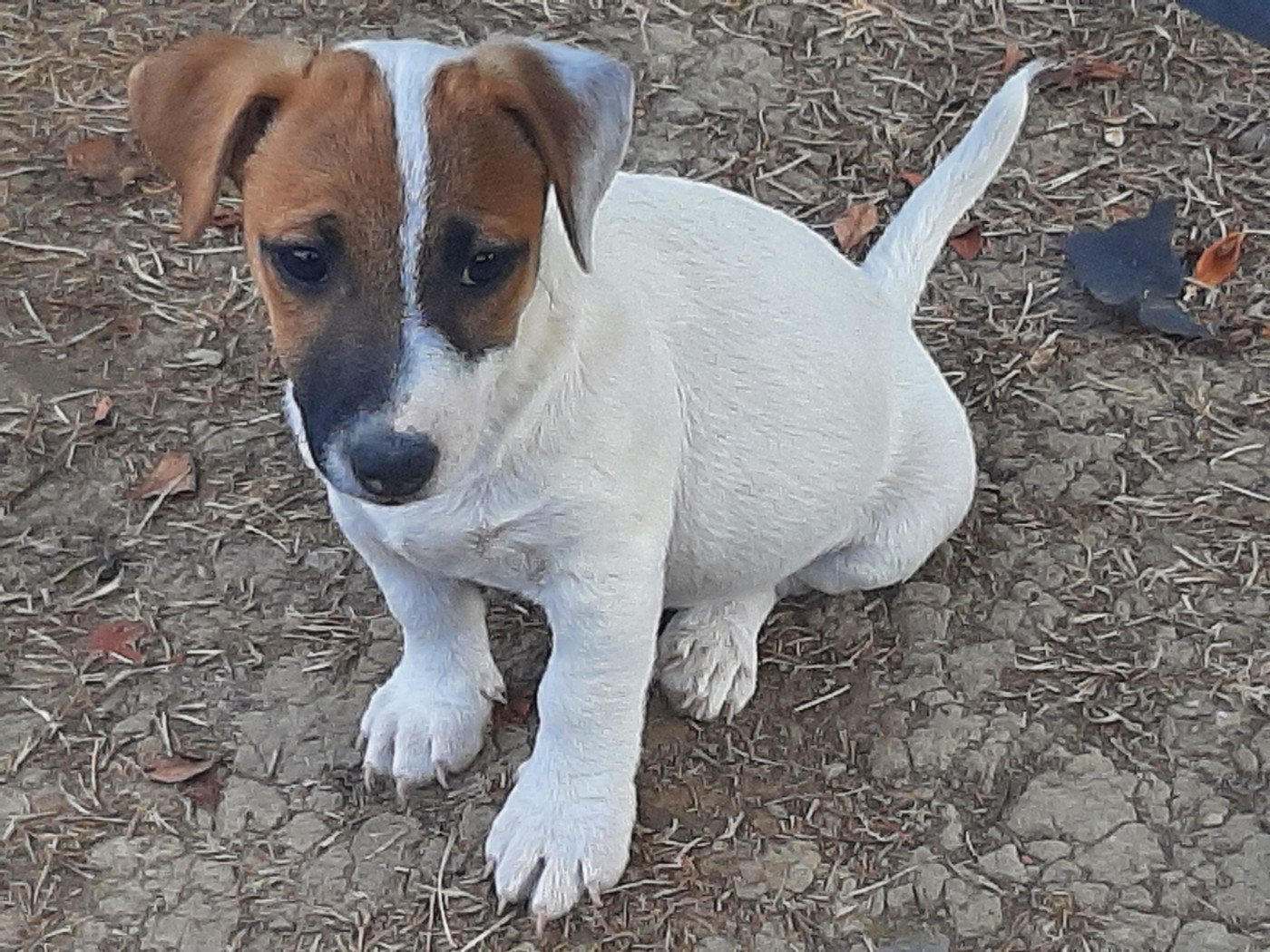 Chiot disponible.