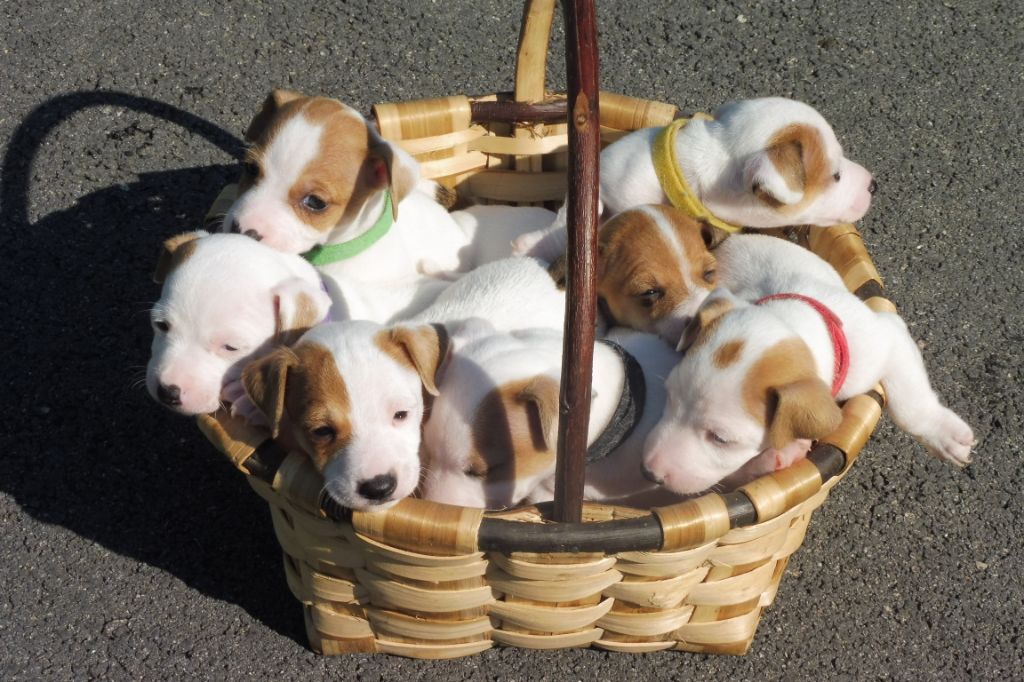 nos chiots