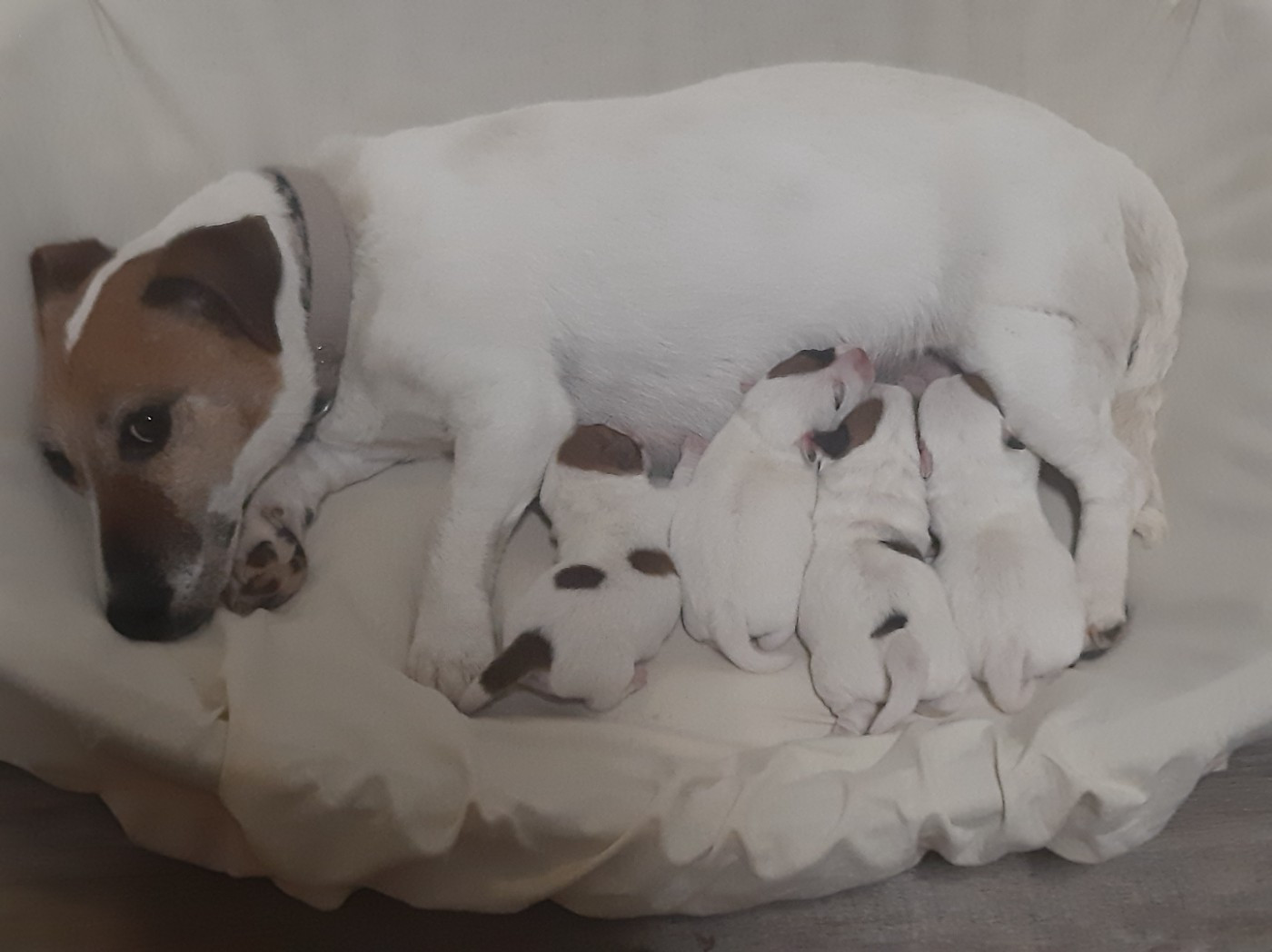 Du Clos D'Allinge - Jack Russell Terrier - Portée née le 13/01/2026