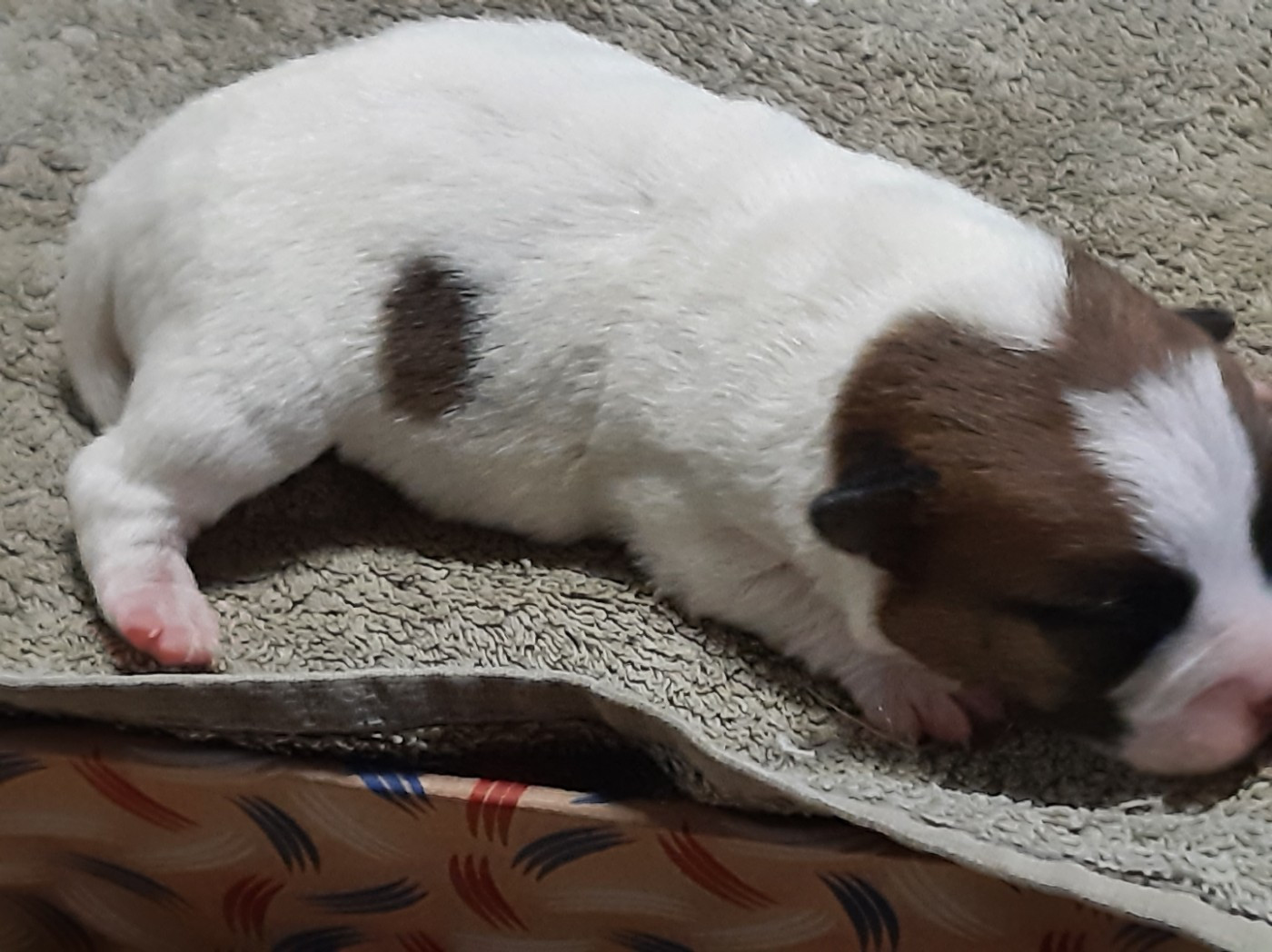 Du Clos D'Allinge - Chiots disponibles - Jack Russell Terrier
