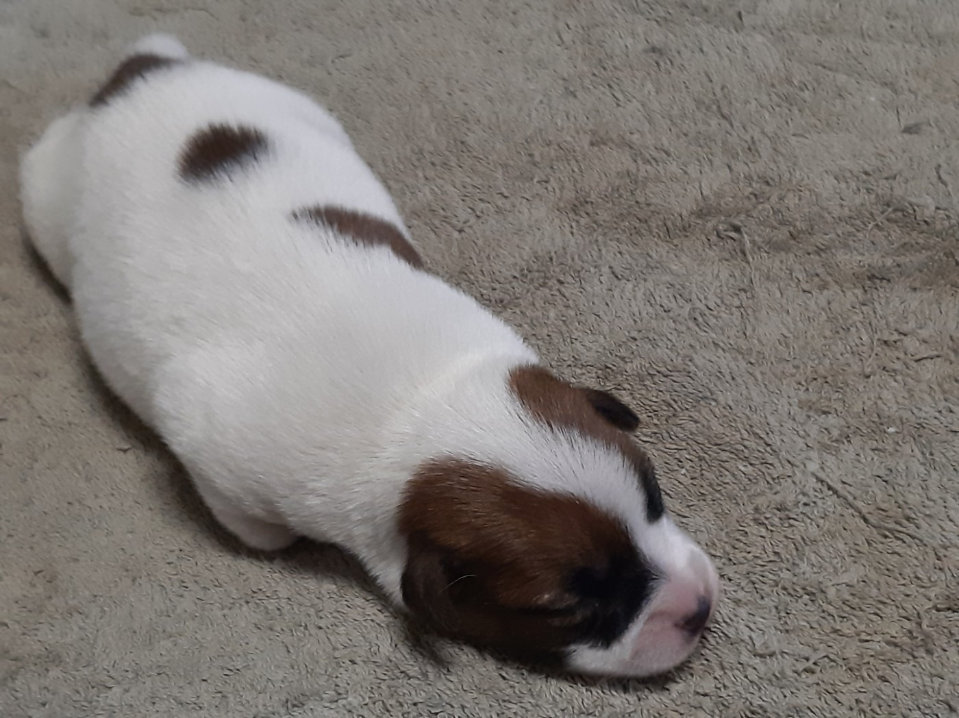 Du Clos D'Allinge - Chiots disponibles - Jack Russell Terrier