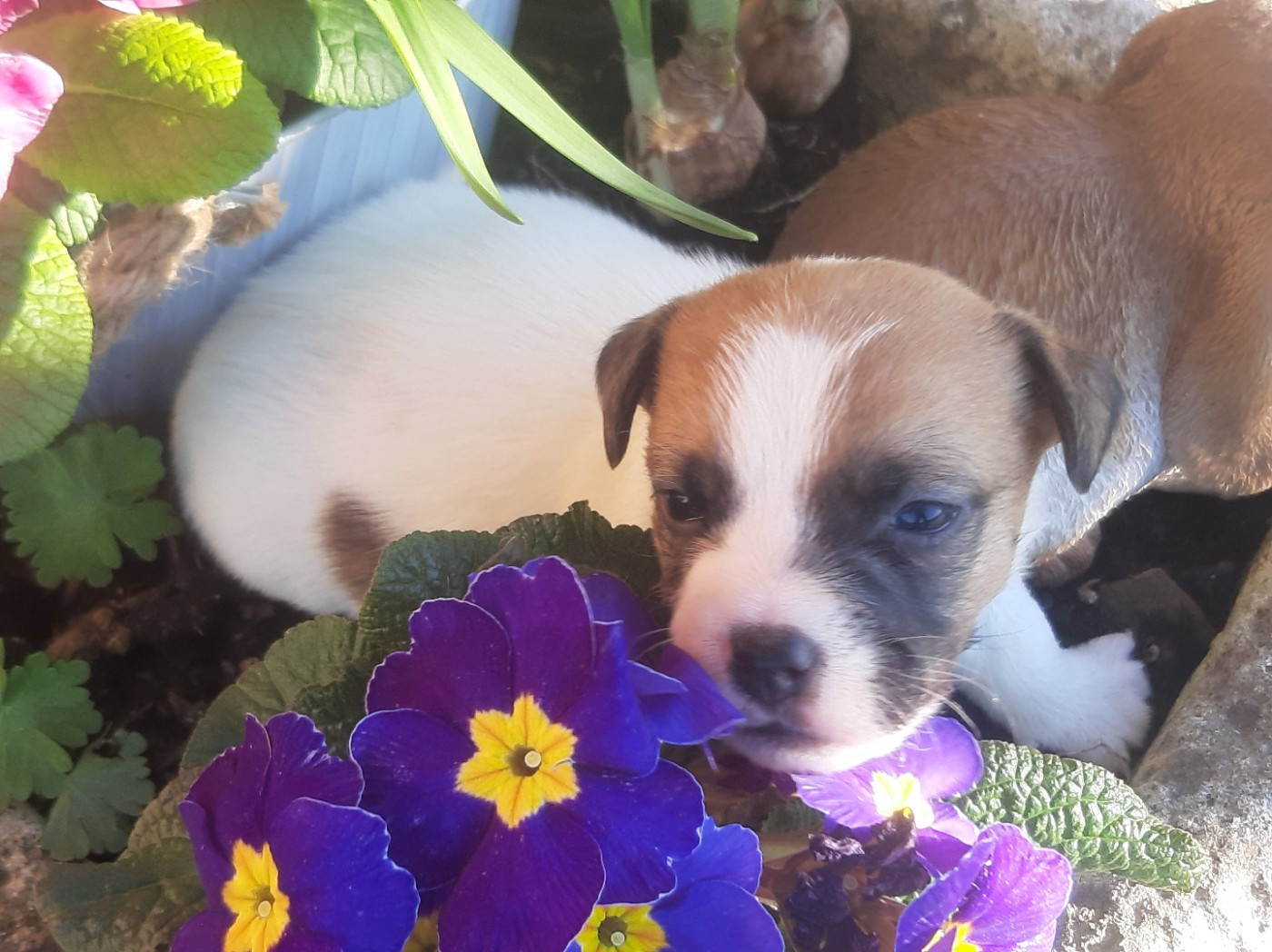 Du Clos D'Allinge - Chiots disponibles - Jack Russell Terrier