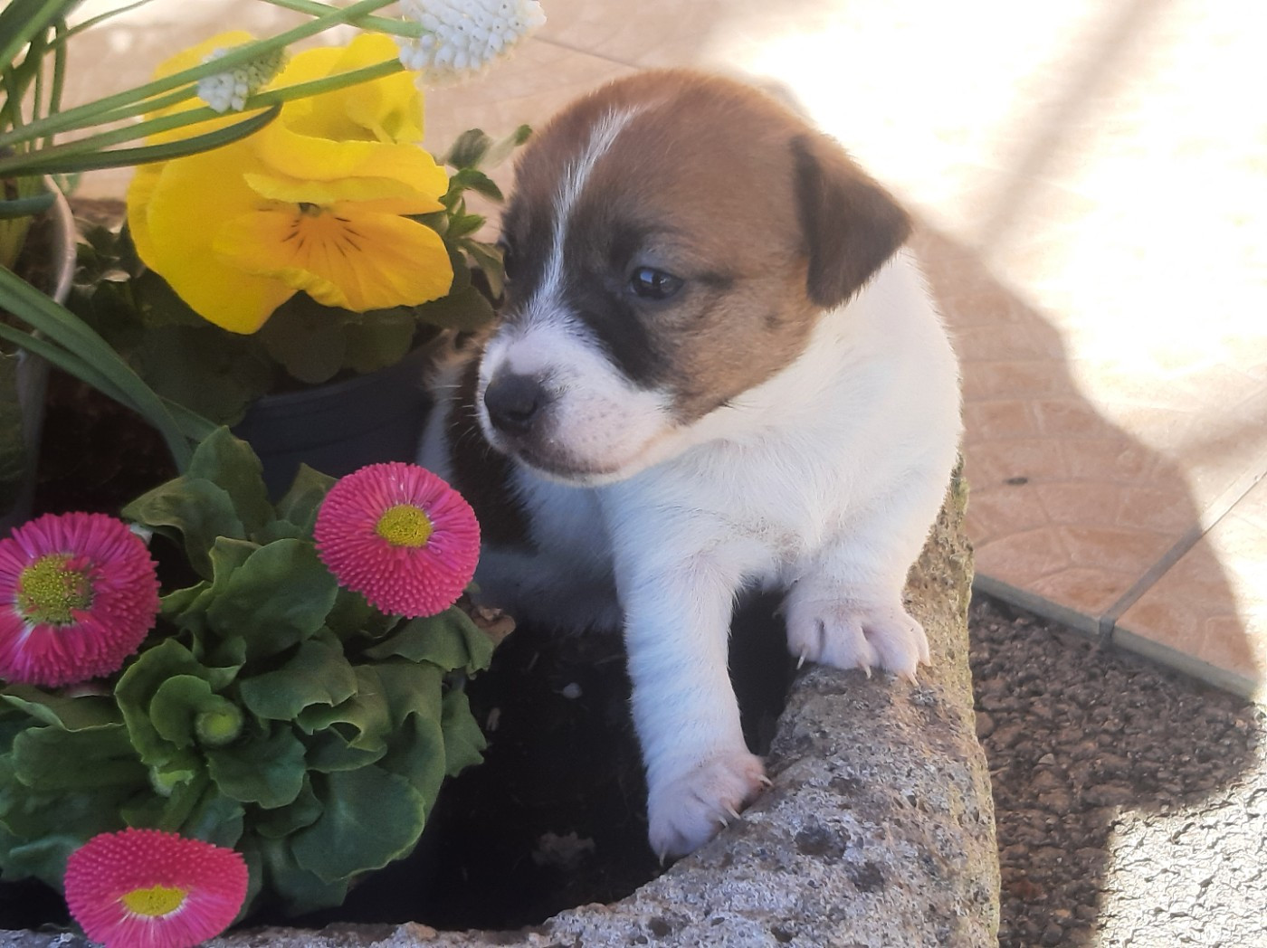 Du Clos D'Allinge - Chiots disponibles - Jack Russell Terrier