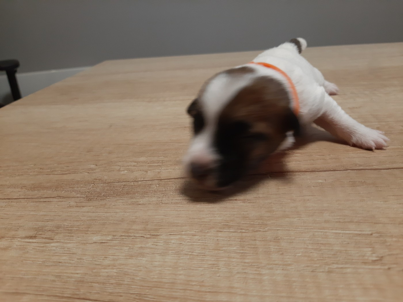 Du Clos D'Allinge - Chiots disponibles - Jack Russell Terrier