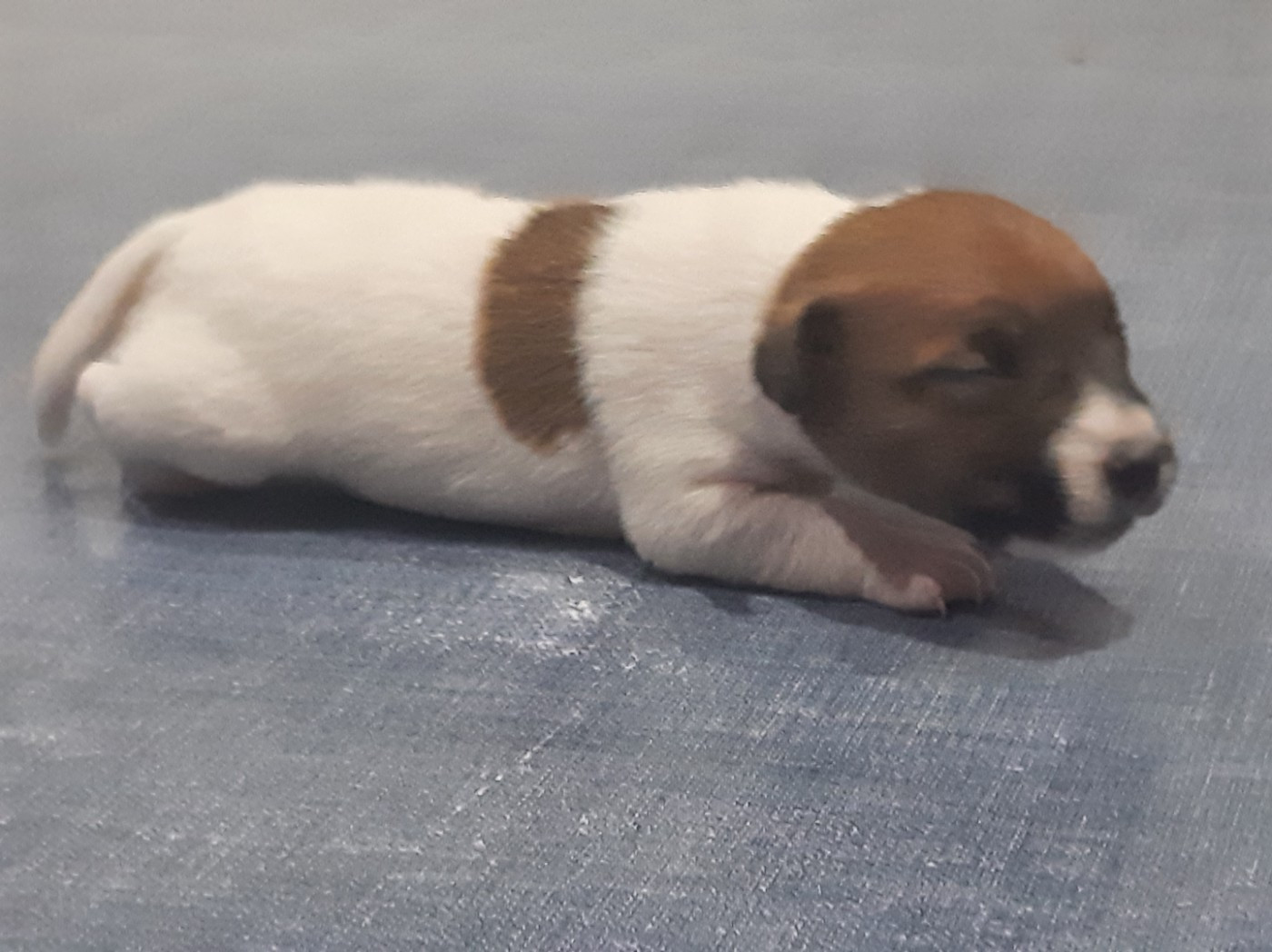 Du Clos D'Allinge - Chiots disponibles - Jack Russell Terrier