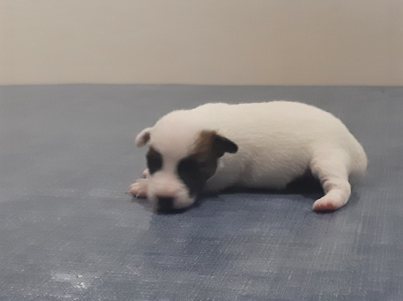 Du Clos D'Allinge - Chiots disponibles - Jack Russell Terrier
