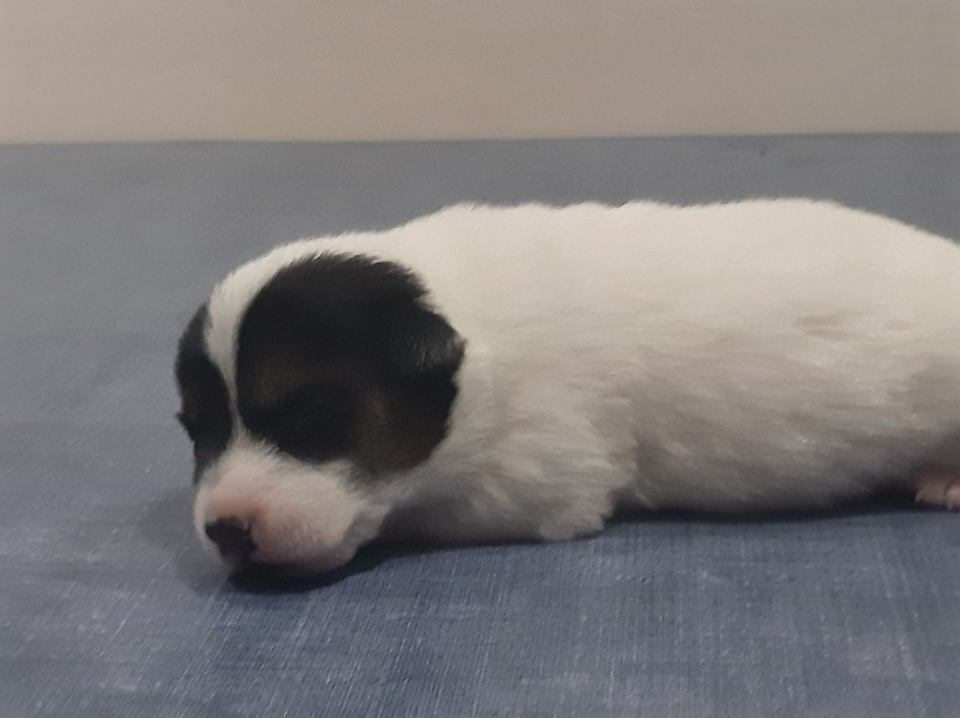 Du Clos D'Allinge - Chiots disponibles - Jack Russell Terrier