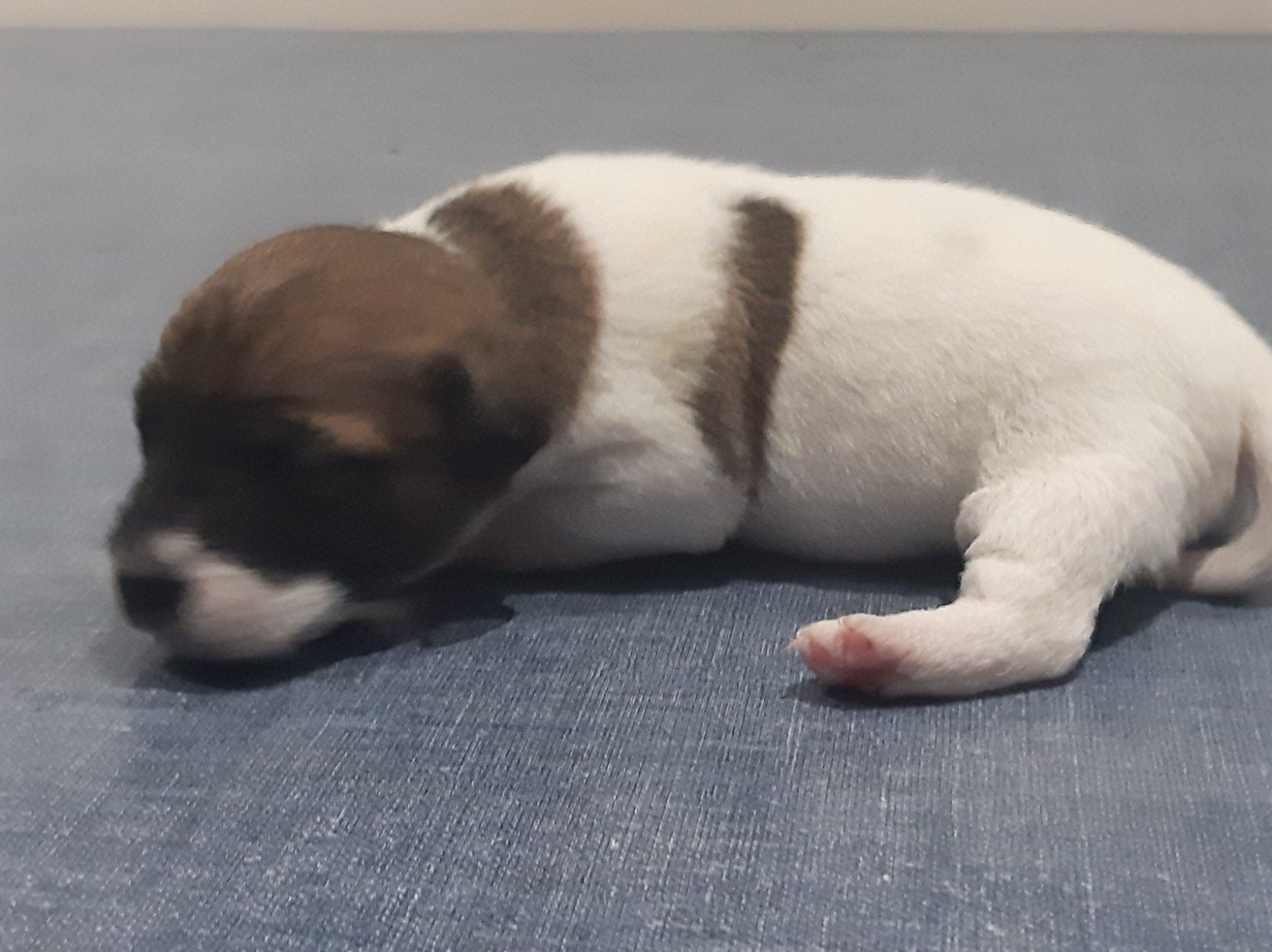 Du Clos D'Allinge - Chiots disponibles - Jack Russell Terrier
