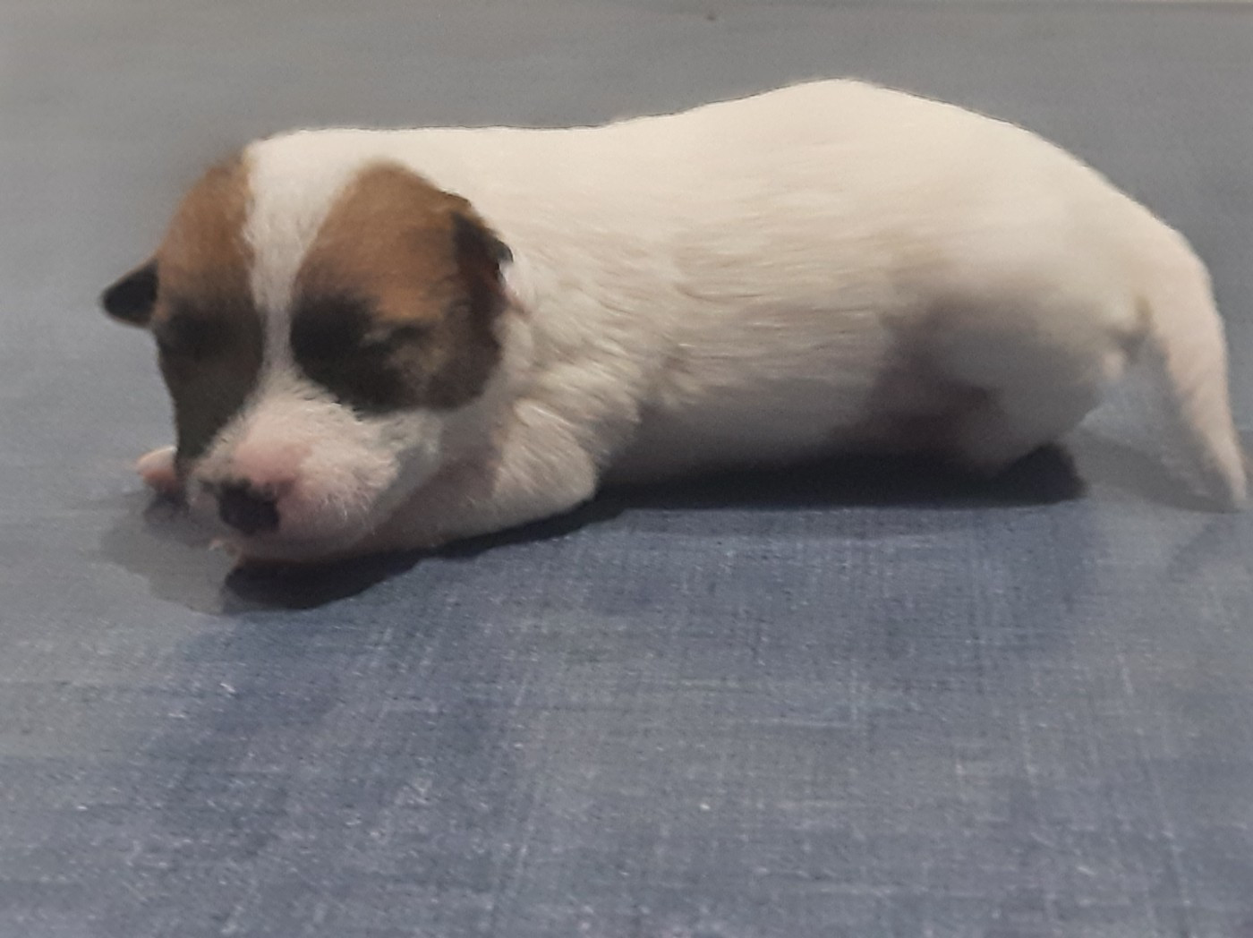 Du Clos D'Allinge - Chiots disponibles - Jack Russell Terrier