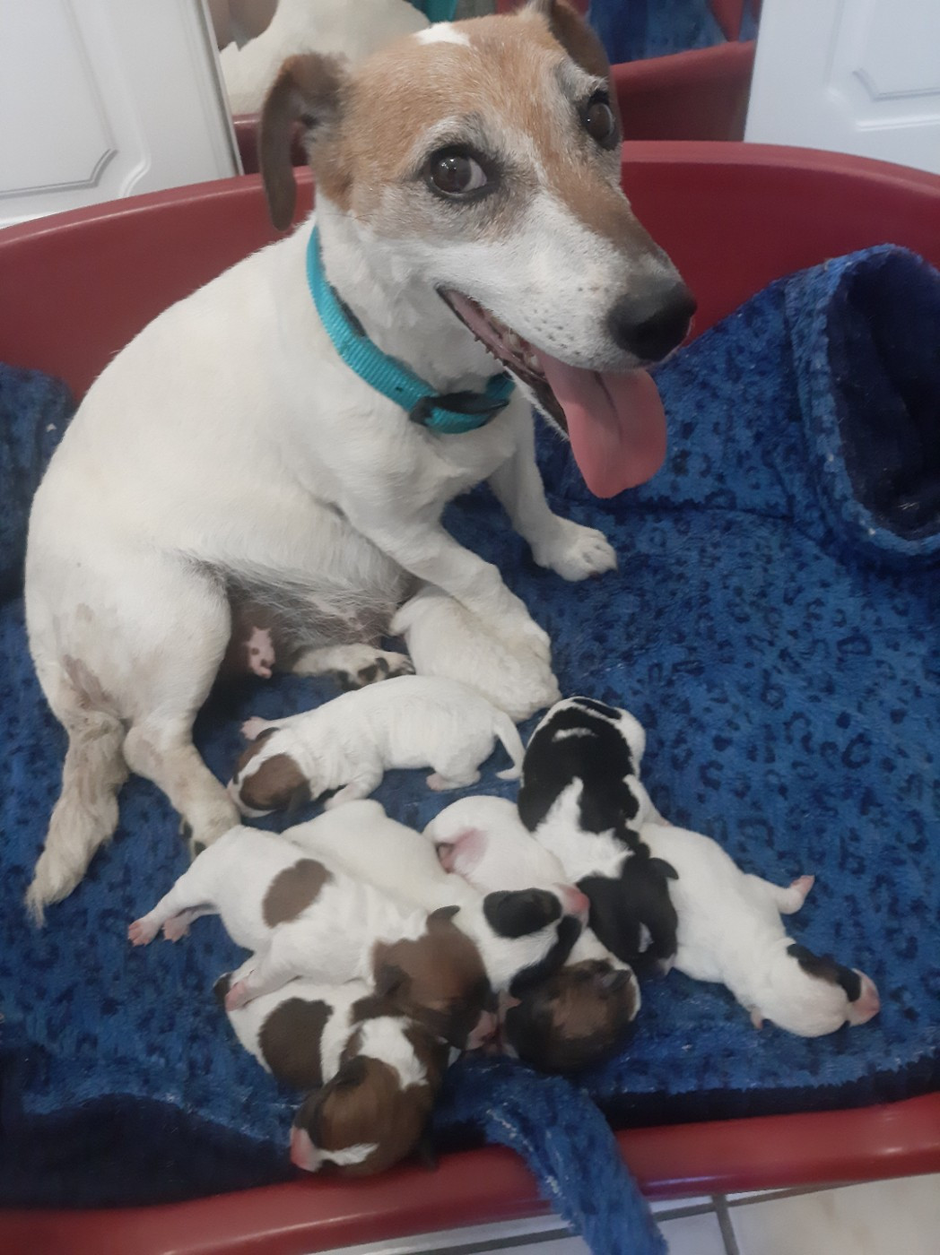 Chiot Jack Russell Terrier Du Clos D'Allinge