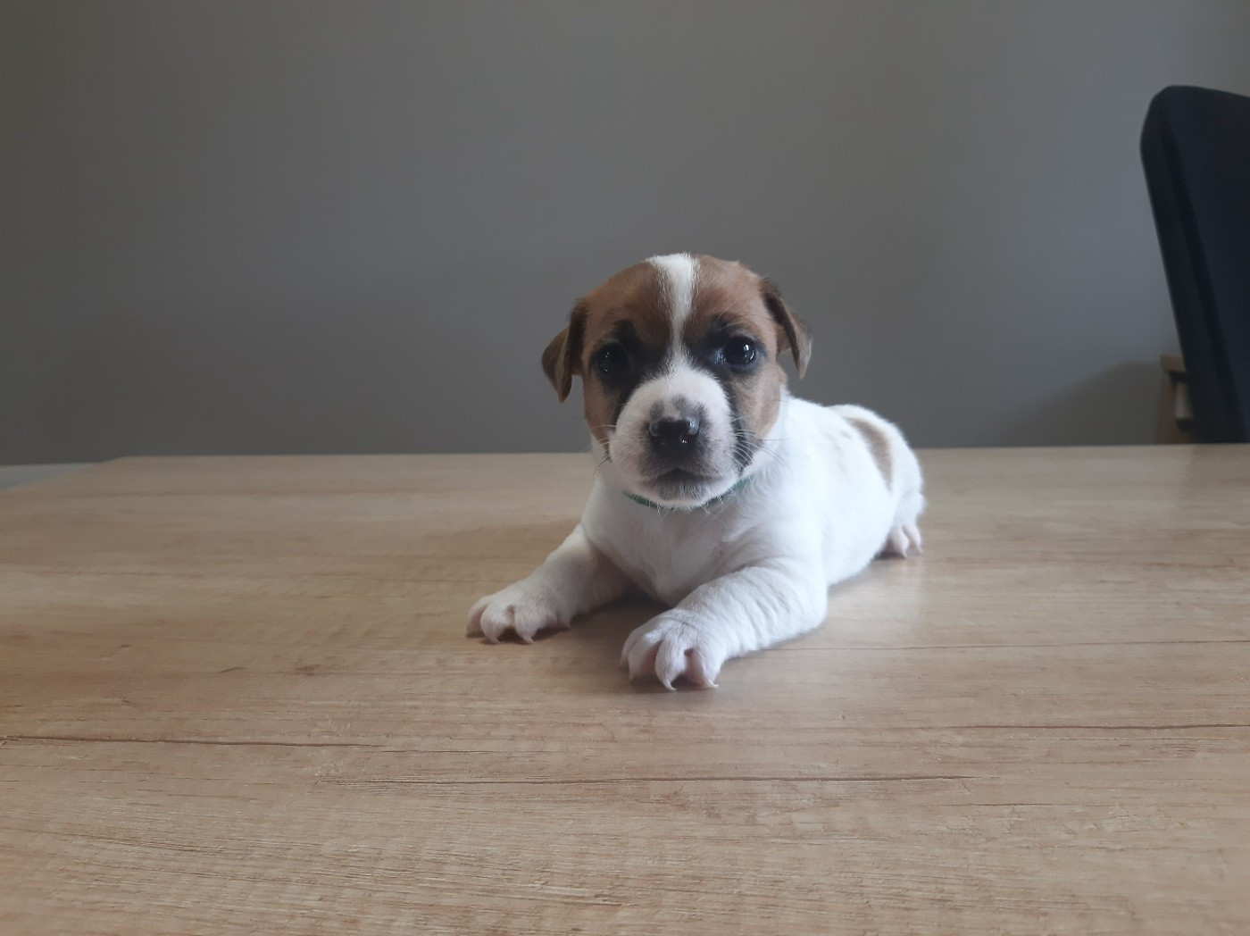 Du Clos D'Allinge - Chiots disponibles - Jack Russell Terrier