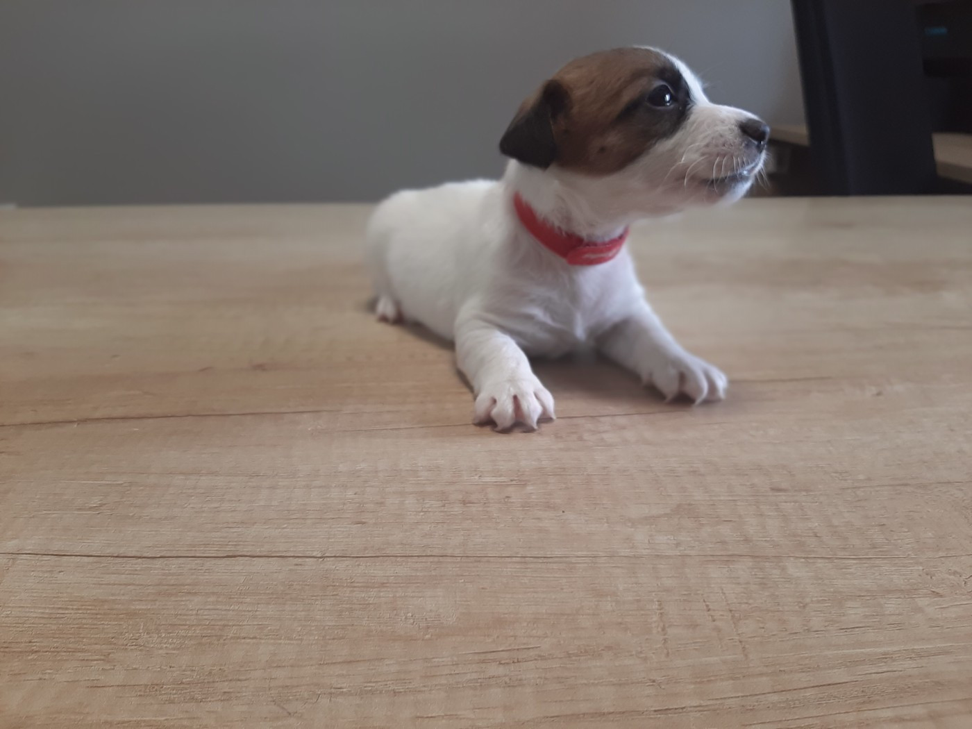 Du Clos D'Allinge - Chiots disponibles - Jack Russell Terrier