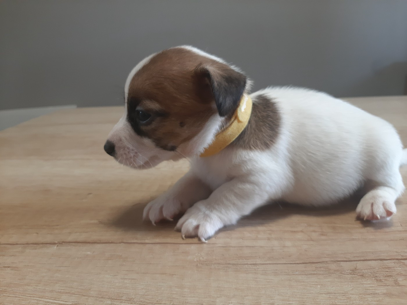Du Clos D'Allinge - Chiots disponibles - Jack Russell Terrier