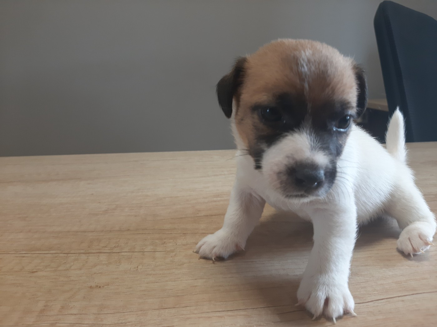 Du Clos D'Allinge - Chiots disponibles - Jack Russell Terrier