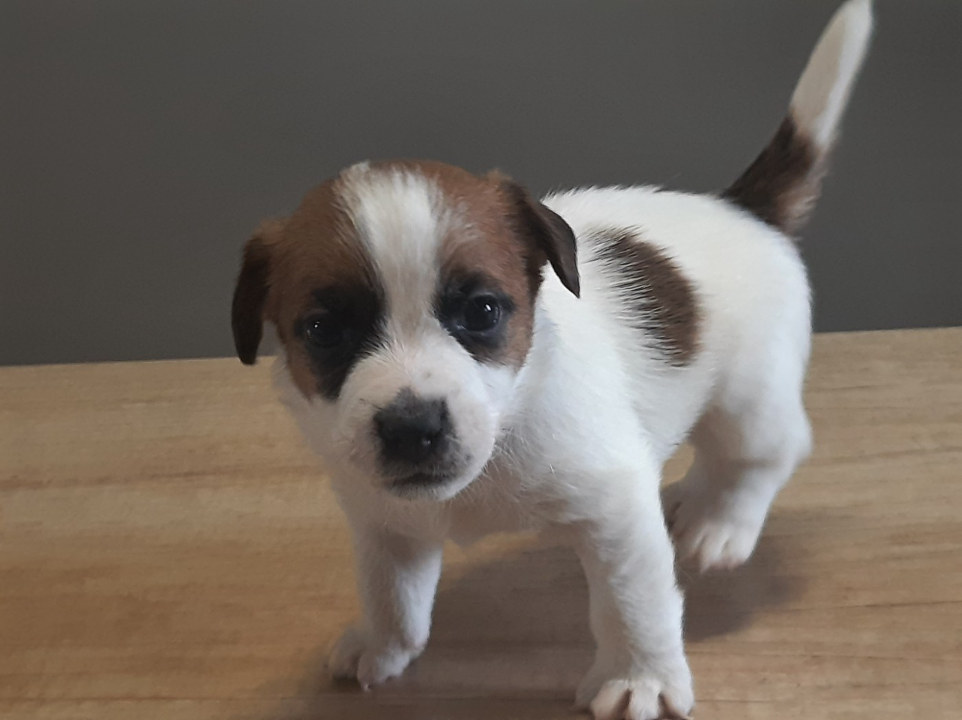 Du Clos D'Allinge - Chiots disponibles - Jack Russell Terrier