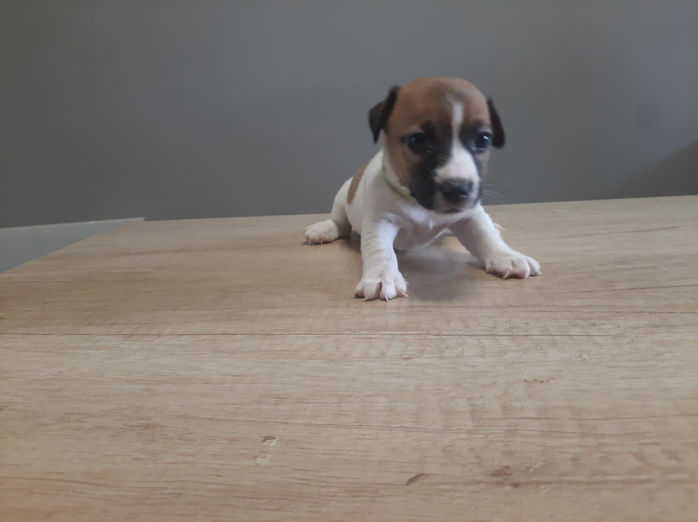 Du Clos D'Allinge - Chiots disponibles - Jack Russell Terrier