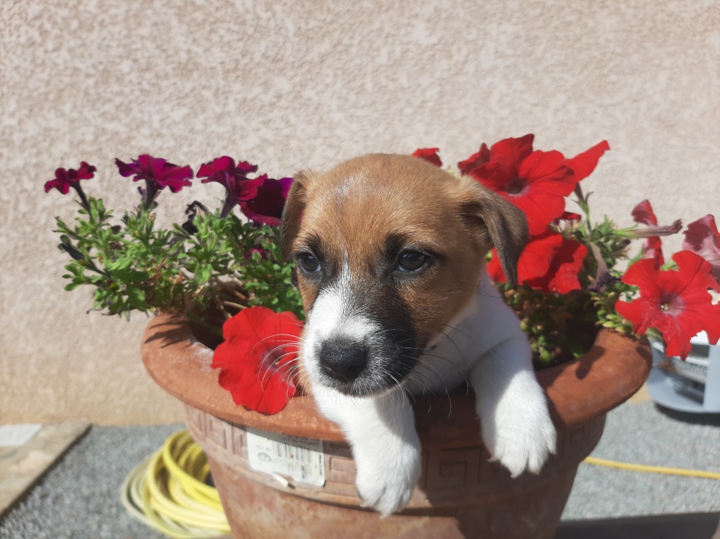 Du Clos D'Allinge - Chiots disponibles - Jack Russell Terrier