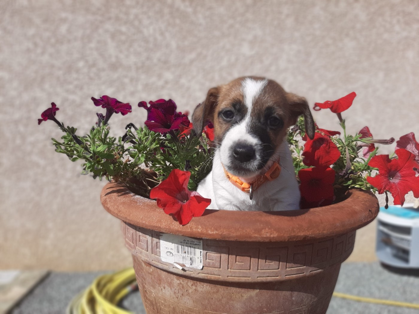 Du Clos D'Allinge - Chiots disponibles - Jack Russell Terrier