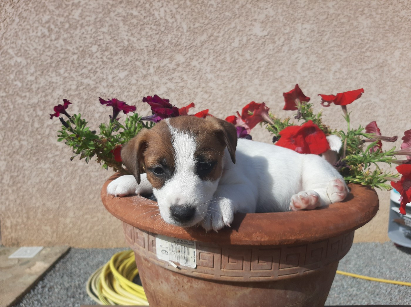 Du Clos D'Allinge - Chiots disponibles - Jack Russell Terrier