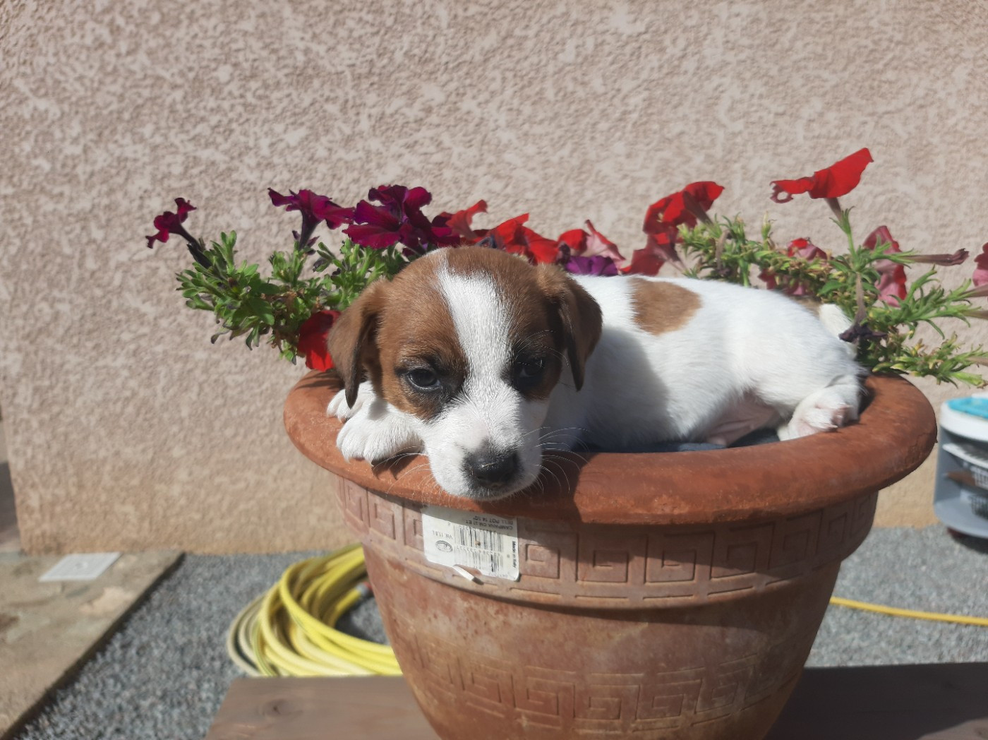 Du Clos D'Allinge - Chiots disponibles - Jack Russell Terrier