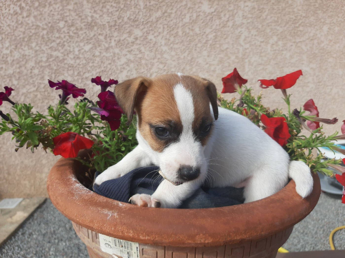 Du Clos D'Allinge - Chiots disponibles - Jack Russell Terrier