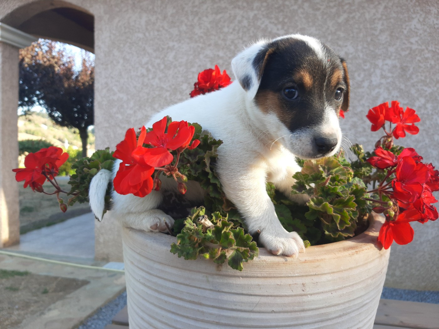 Du Clos D'Allinge - Chiots disponibles - Jack Russell Terrier
