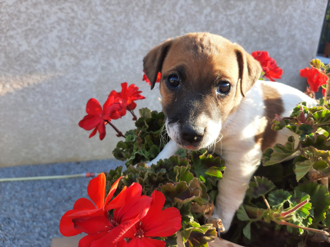 Du Clos D'Allinge - Chiots disponibles - Jack Russell Terrier