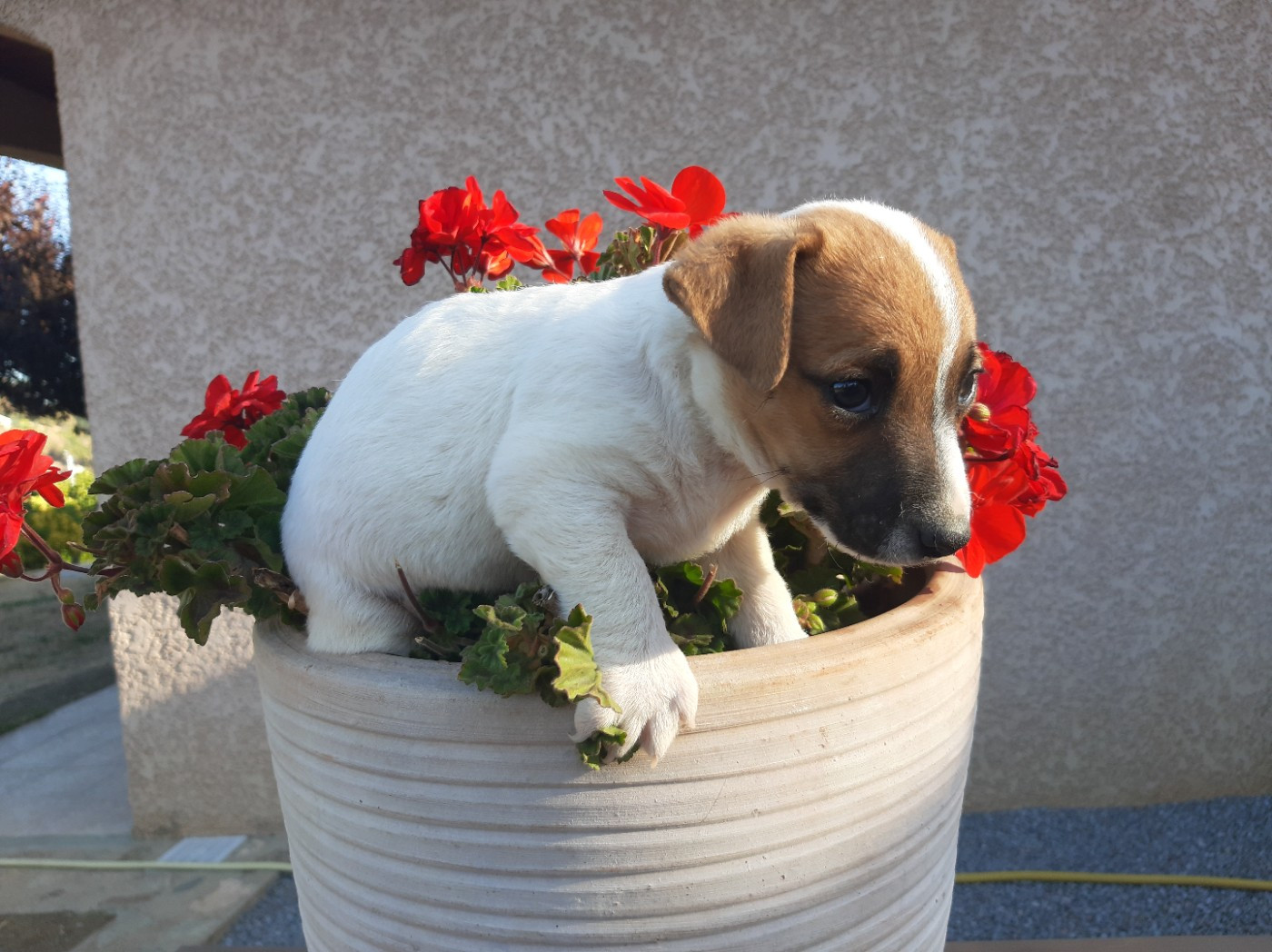 Du Clos D'Allinge - Chiots disponibles - Jack Russell Terrier