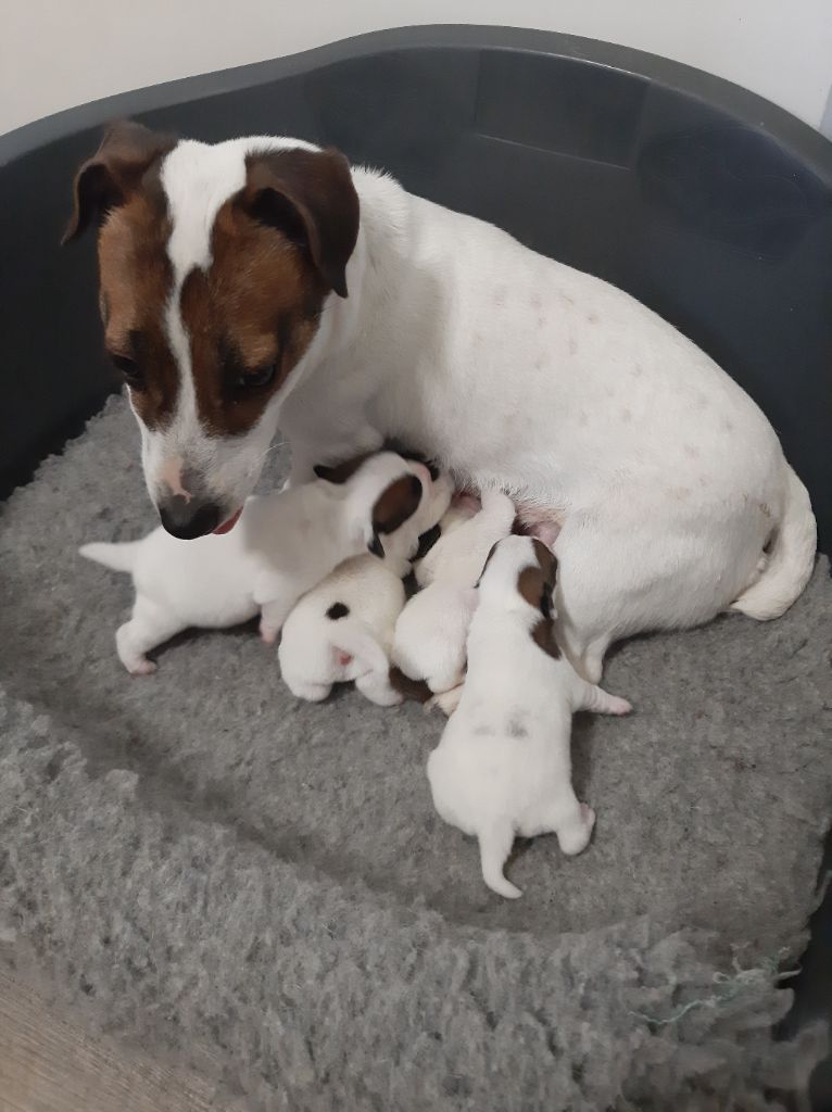 Chiot Jack Russell Terrier Du Clos D'Allinge