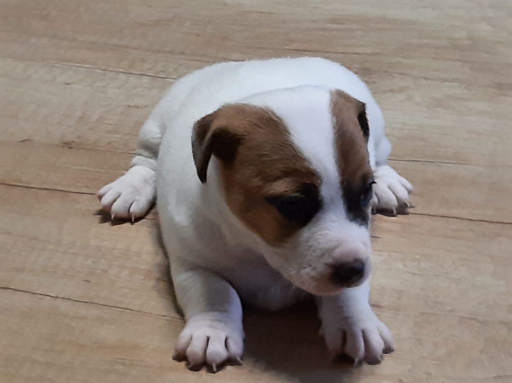 Du Clos D'Allinge - Chiots disponibles - Jack Russell Terrier