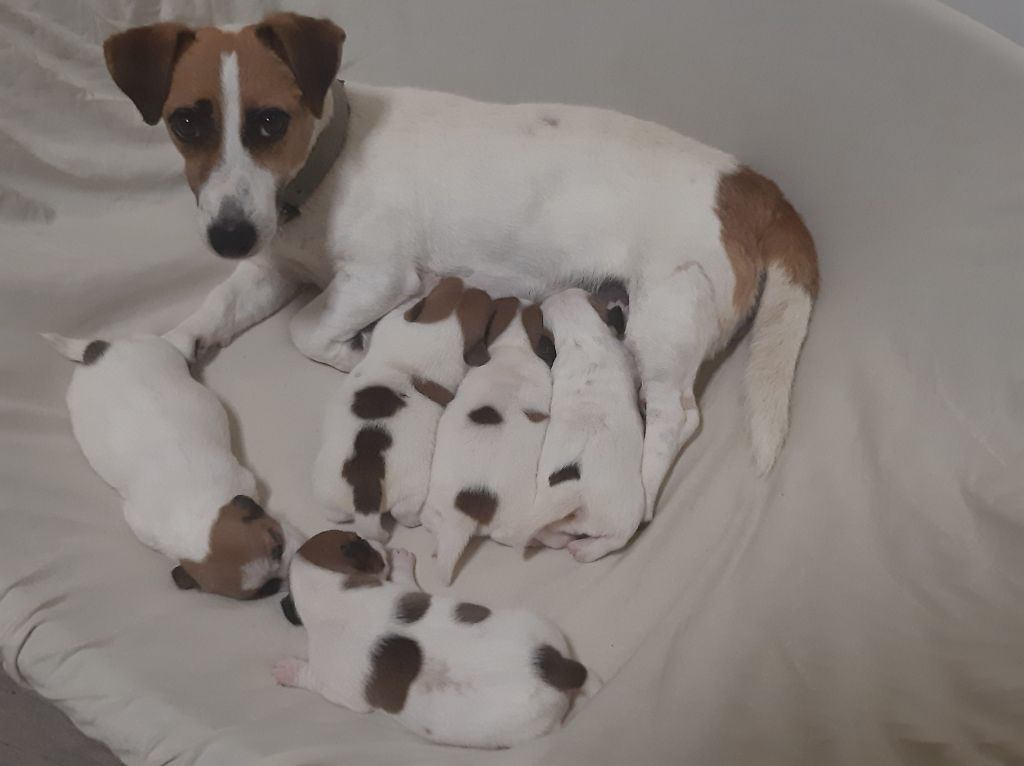 Chiot Jack Russell Terrier Du Clos D'Allinge