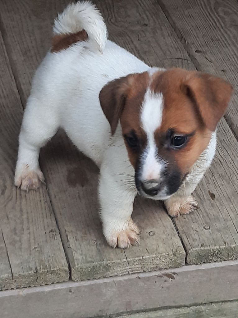 Du Clos D'Allinge - Chiots disponibles - Jack Russell Terrier