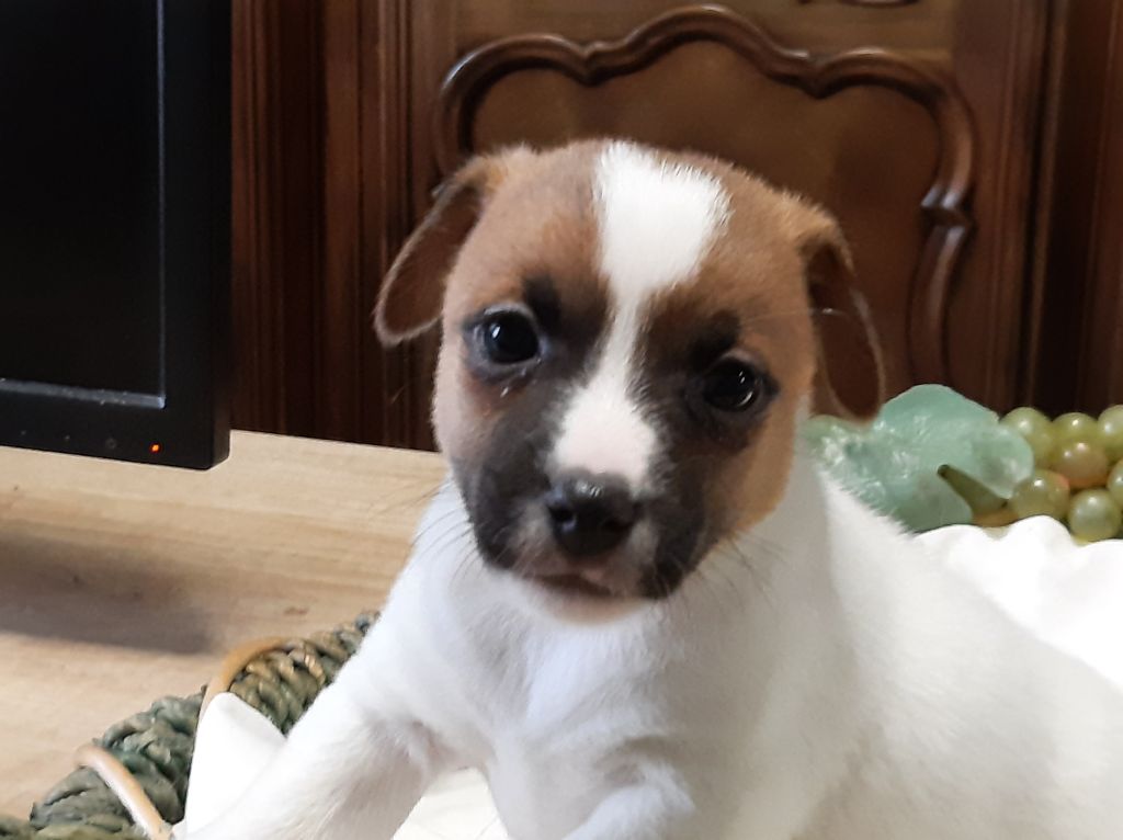 Du Clos D'Allinge - Chiots disponibles - Jack Russell Terrier