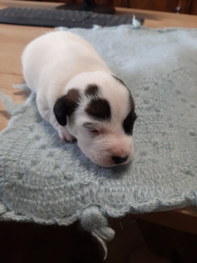 Du Clos D'Allinge - Chiots disponibles - Jack Russell Terrier