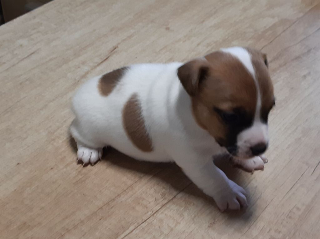 Du Clos D'Allinge - Chiots disponibles - Jack Russell Terrier