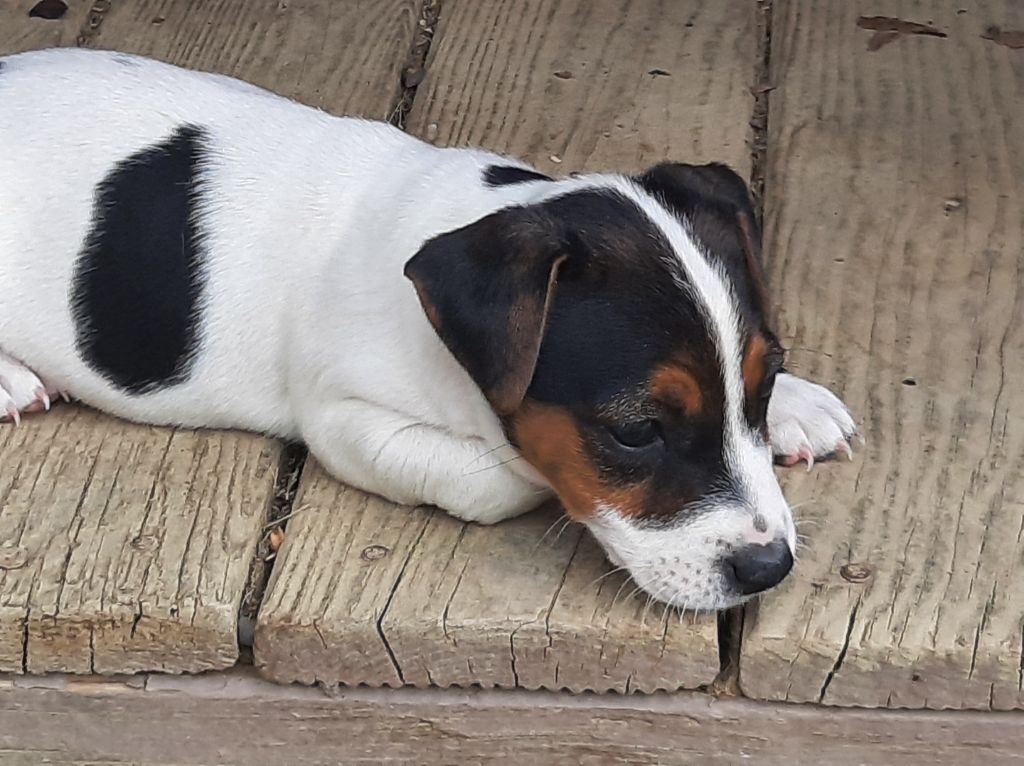 Du Clos D'Allinge - Chiots disponibles - Jack Russell Terrier