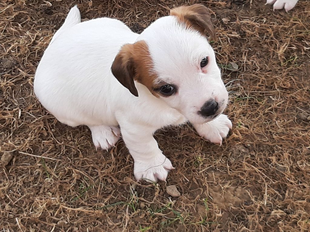 Du Clos D'Allinge - Chiots disponibles - Jack Russell Terrier